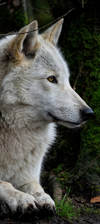 Animal, wolf HD phone wallpaper