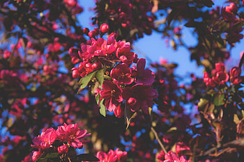 Flowers, Pink, Wood, Tree, Branches, Bloom, Flowering HD wallpaper