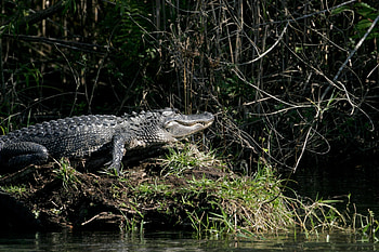 Wild alligator, Crocodile encounter, Animal graphy HD wallpaper