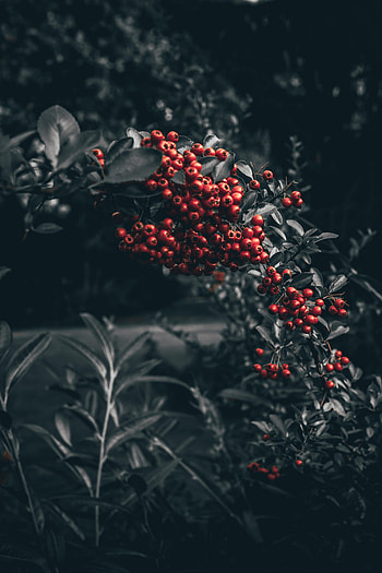 Nature, Branch, Berry, Rowan HD phone wallpaper