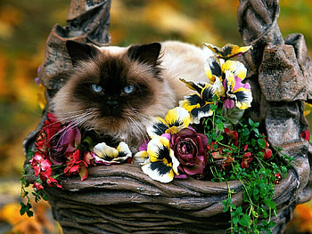 Animals, Flowers, Cat, Fluffy, Basket HD wallpaper