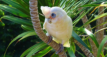 White parrot, Cockatoo, bird HD wallpaper