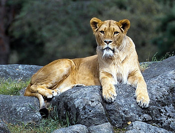 Lioness, lion, animals HD wallpaper