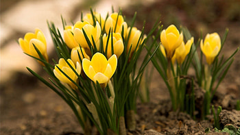 Flowers, Bloom, Flowering, Stem, Stalk HD wallpaper
