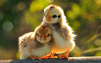 Beautiful And Cute Animals 15 HD wallpaper