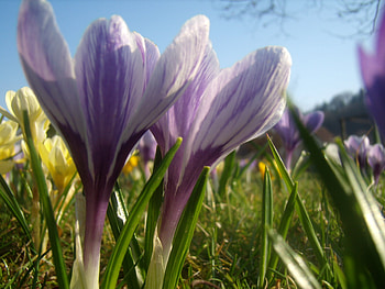 Spring is comming, flowers, spring, green, violet HD wallpaper