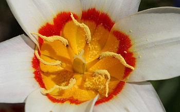 Flower, Macro, Petals, Stamens, Pollen HD wallpaper
