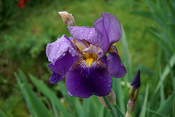 Flowers, Drops, Iris, Flower, Bud HD wallpaper