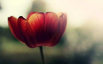Red Flowers Macro, flowers, red, macro, graphy HD wallpaper