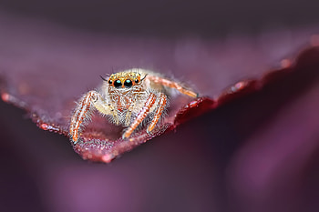 Jumping spider , Animal insect, , Up-close shot HD wallpaper