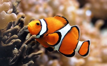 Clownfish, Animal, HQ HD wallpaper