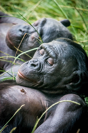 Bonobo, Primates of the animal kingdom, Awe-inspiring bonobo ry, Capturing monkey moments HD phone wallpaper