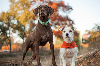 Dogs, dog, sweet, animal, cute, beautiful, puppys, puppy, pretty, animals, lovely HD wallpaper