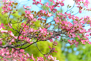 Flowers, Wood, Tree, Bloom, Flowering, Branch HD wallpaper