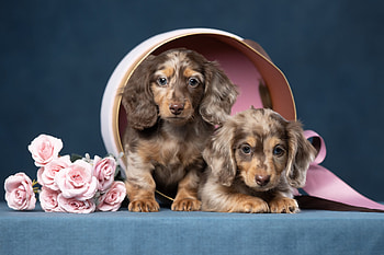 Puppies, puppy, pink, brown, flower, couple, svetlana pisareva, animal, dog, cute, rose HD wallpaper