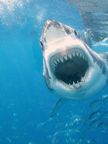 Shark attack , background, San Jose Sharks, Fierce visuals HD phone wallpaper