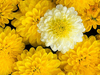 Plants, Flowers HD wallpaper