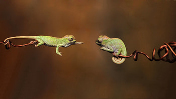 Animals, Chameleons, Couple, Pair, Branches, Reptiles HD wallpaper