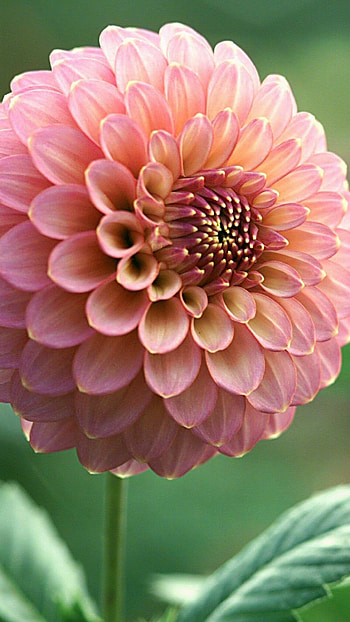 Dahlia, Light Pink Flower HD phone wallpaper