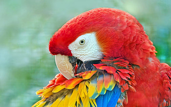 Close up, macaw, bird, muzzle HD wallpaper
