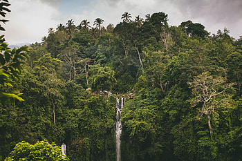 Waterfall, forest, greenery, giant trees, nature HD wallpaper