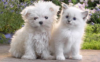 cute friends, dog, kitten, puppy, cat HD wallpaper