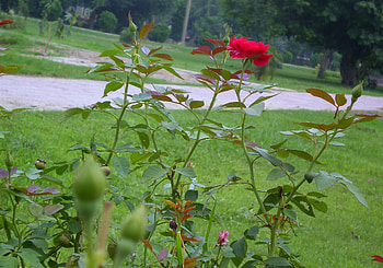 Roses, nature, flowers, red HD wallpaper