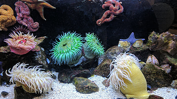 Anemone fascination, Stunning , Sarah Cunningham's collection, Aquatic beauty HD wallpaper