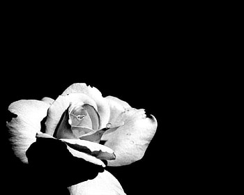 Rose, white, , black background HD wallpaper