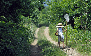 Trees, Miscellanea, Miscellaneous, Path, Stroll, Trail, Child, Butterfly Net, Butterfly Catching Net HD wallpaper