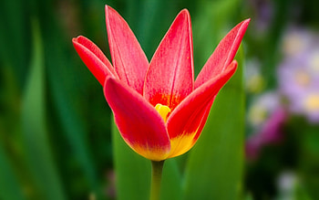 TULIP, PETALS, LEAVES, COLORS, STEM HD wallpaper