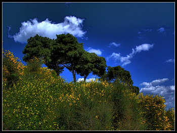green and blue, blue, green, trees, sky, nature HD wallpaper
