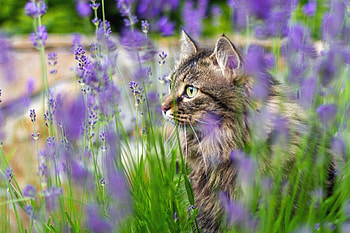 Cat, animal, kitten, kitty HD wallpaper