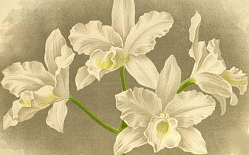 4 White Orchids, white, gray, flowers, orchids HD wallpaper