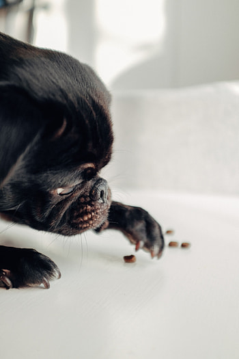 Funny, Animals, Dog, Pet, Pug HD phone wallpaper