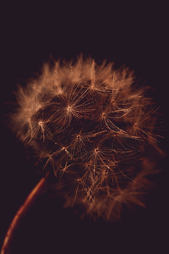 Close up, portrait, Dandelion HD phone wallpaper