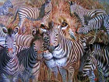 Hidden Lion In Zebras, cool HD wallpaper