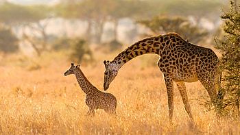 Mother and baby, Giraffes HD wallpaper