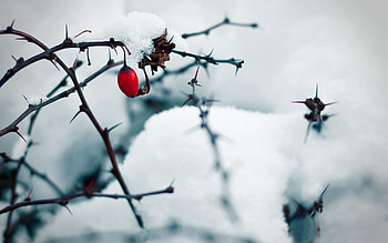Winter, Snow, Briar, Macro HD wallpaper