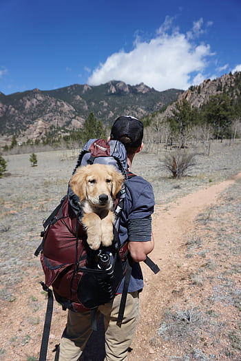 Adventure hike with a puppy in a backpack on a scenic mountain trail. HD phone wallpaper