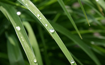 Grass, Drops, Macro, Light, Light Coloured, Dew HD wallpaper