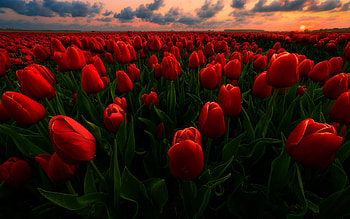 red tulips, evening, sunset, wildflowers, tulips, flower field, Netherlands, tulip field HD wallpaper