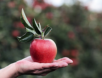 Food, Apple, Hand, Fruit HD wallpaper