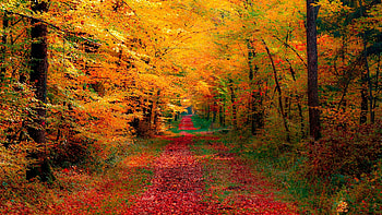 Autumn road, Painting, Foliage, Forest, Trees HD wallpaper