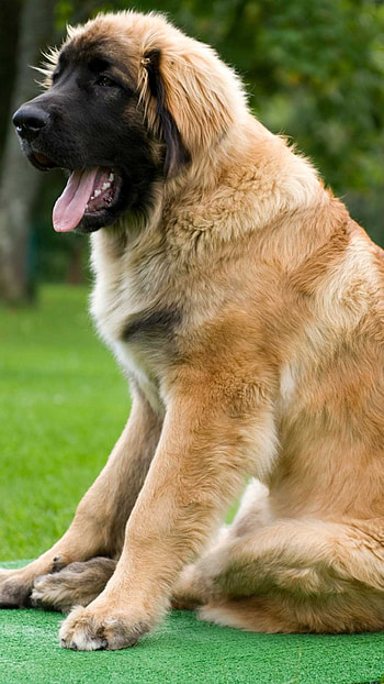 Huge Dog Breeds, Leonberger HD phone wallpaper