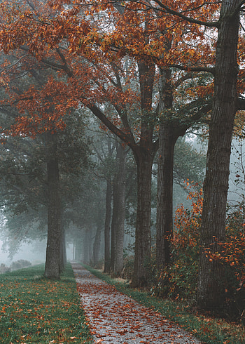 Park, Landscape, Nature, Trees, Autumn, Fog, Path HD phone wallpaper