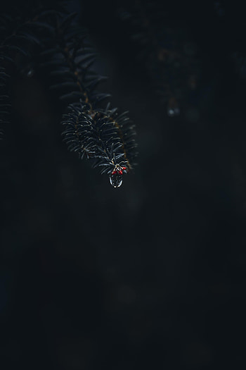 Macro, Dark, Branch, Needles, Drop HD phone wallpaper