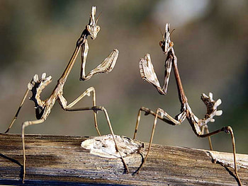 Beautiful_Insects, cool, insects, beautiful HD wallpaper