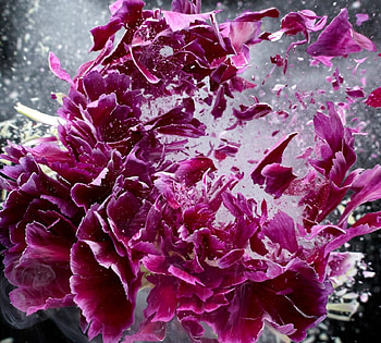 Pink Petals, pink, flowers, bloom, petals HD wallpaper
