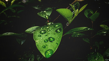 Portrait, leaf, drops, close up HD wallpaper